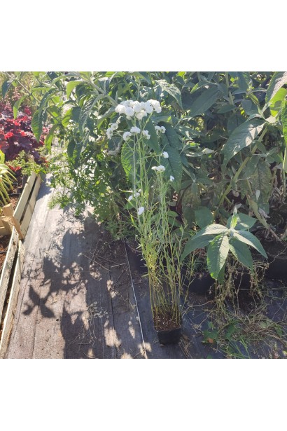 Деревій  горщик 0,5 л